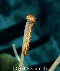 A Red Fire Worm . Bonaire , Netherlands Antillies. by Patrick Smith 